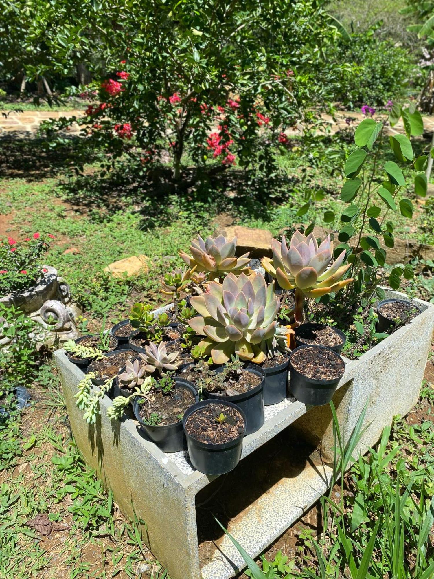 Hostal Villa San Rafael Barichara Exteriör bild